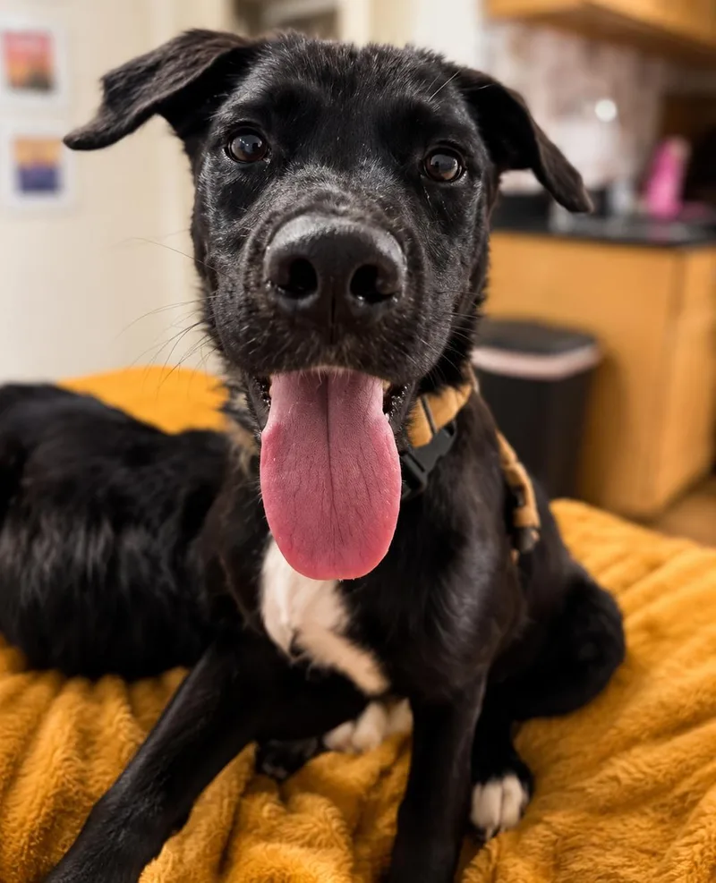 A young medium-sized male Black Border Collie dog named Midnight for adoption in Kiowa, OK