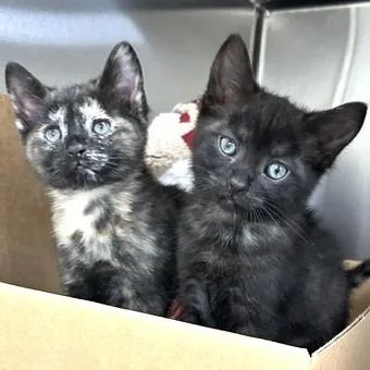 A baby small-sized female Black Domestic Short Hair cat named Meep for adoption in Novelty, OH