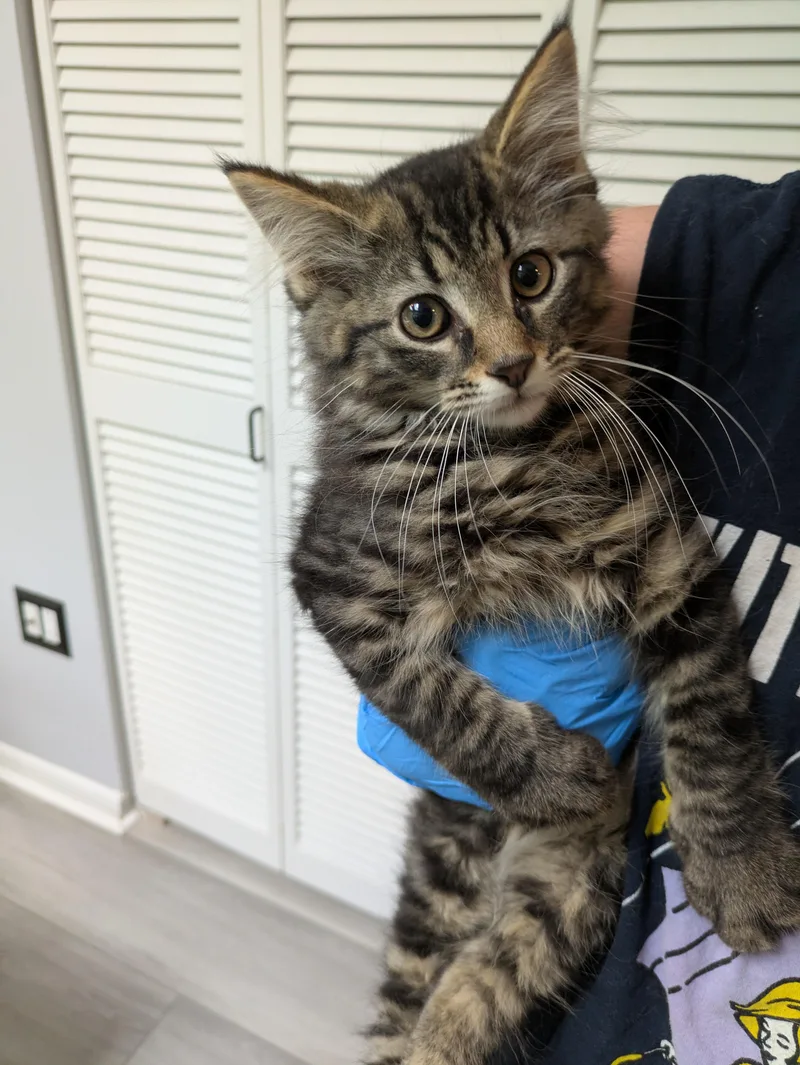 Long haired Tabby Male
