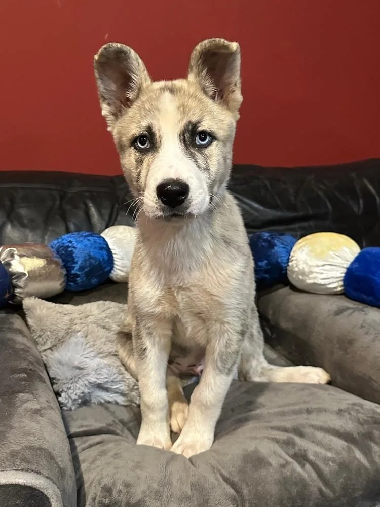 Siku