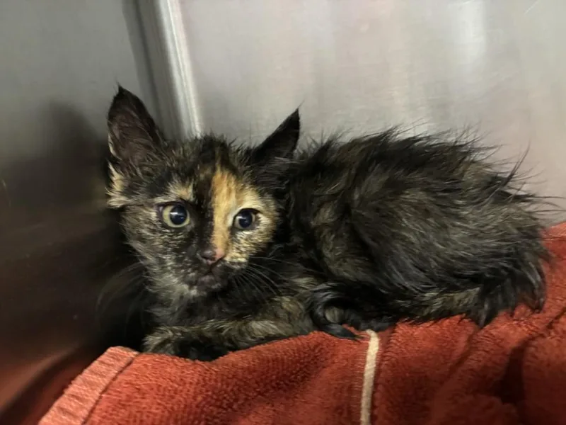 A baby small-sized female Domestic Short Hair cat named Juliet for adoption in Santa Cruz, CA