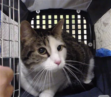 An adult small-sized male Domestic Short Hair cat named T'challa for adoption in Denver, CO