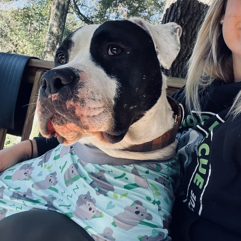 A senior large-sized male White / Cream Pit Bull Terrier dog named Davis for adoption in Spring, TX