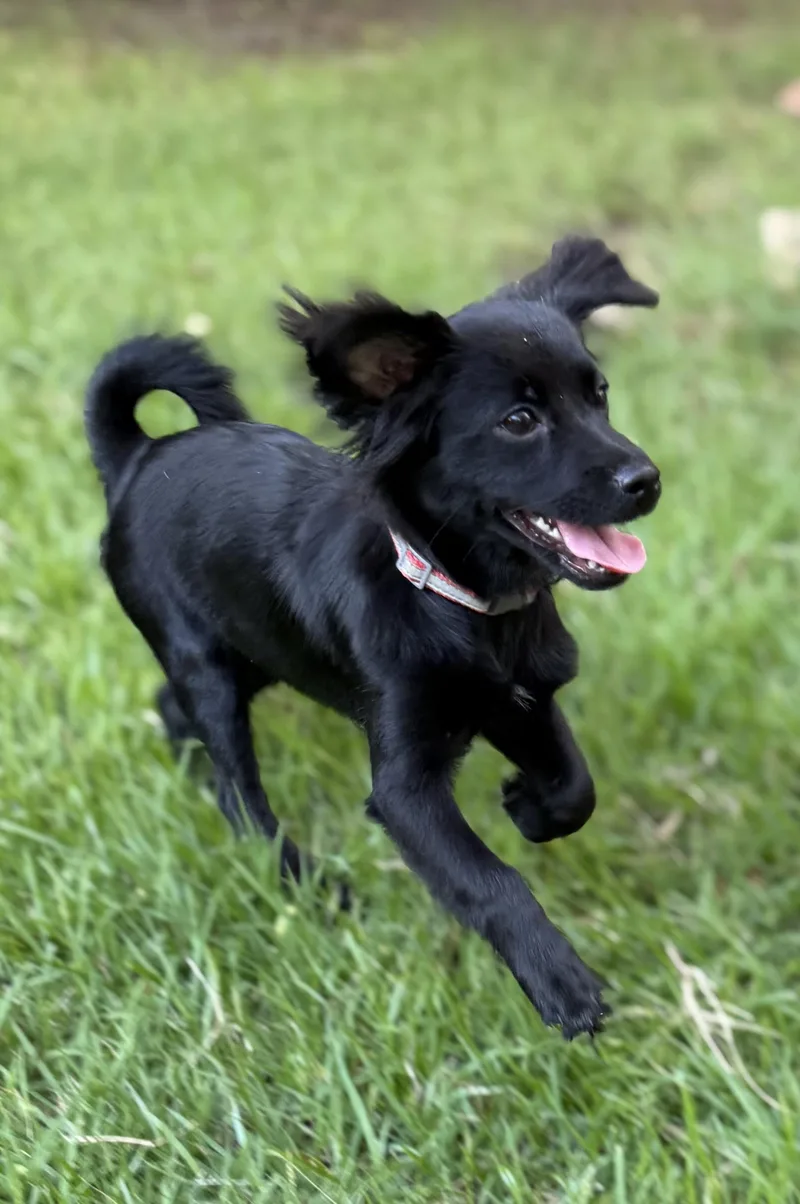 A baby small-sized male Black Papillon dog named Merlin for adoption in Shalimar, FL
