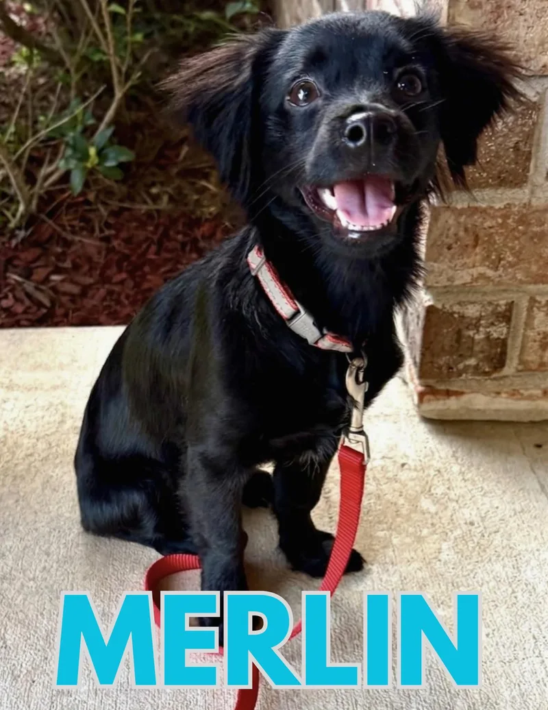 Merlin thumbnail 4
