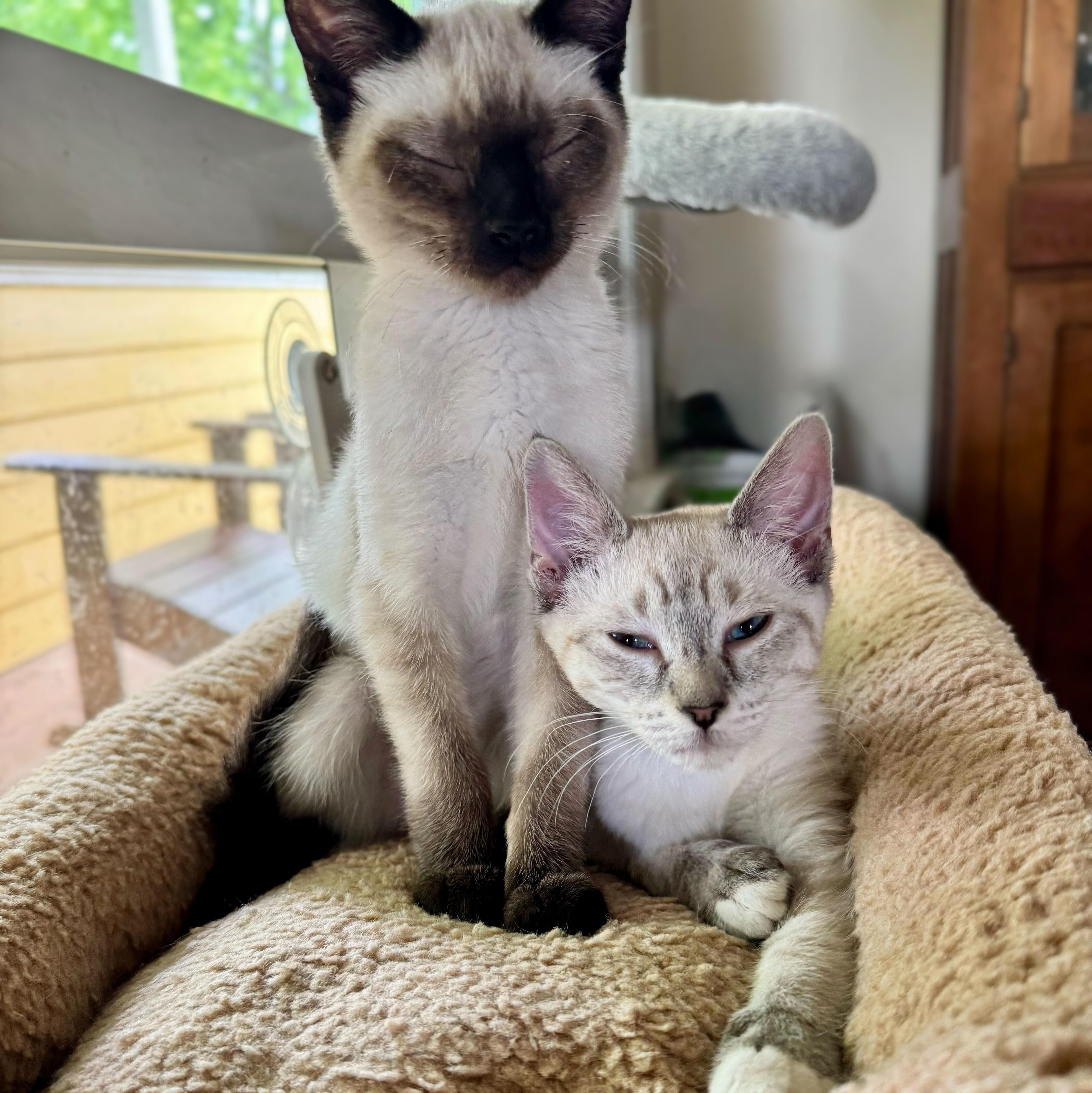 A baby medium-sized female Seal Point Siamese cat named Stella for adoption in Wilsonville, OR