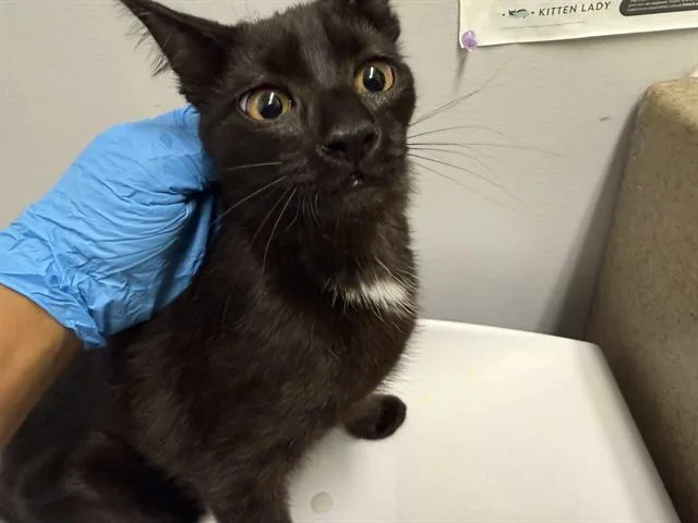 A baby small-sized female Domestic Short Hair cat named Mouse for adoption in Kent, WA