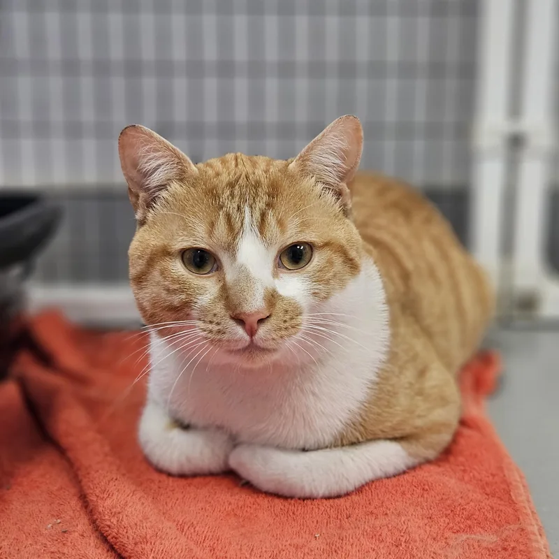 A young large-sized male Orange & White Domestic Short Hair cat named Finch for adoption in Medfield, MA