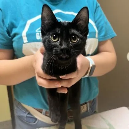 A baby small-sized female Domestic Short Hair cat named Sophia for adoption in Merriam, KS