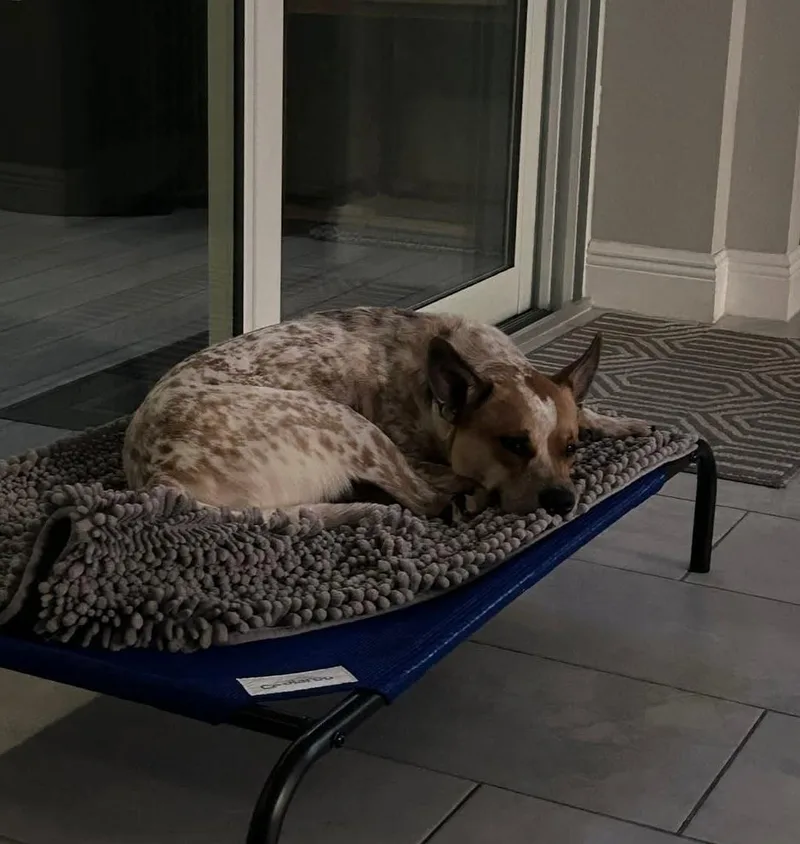 Bo