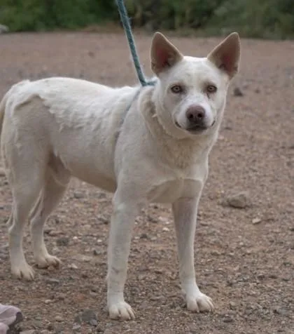 An adult large-sized male Mixed Breed dog named Cracker for adoption in El Paso, TX