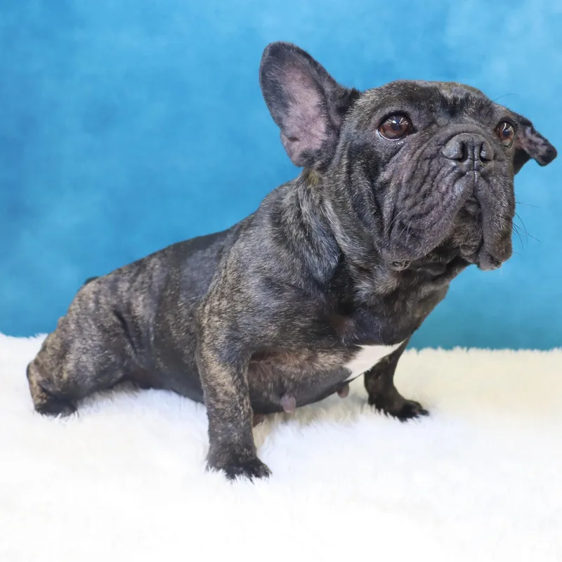 Lola  A Gem thumbnail 2