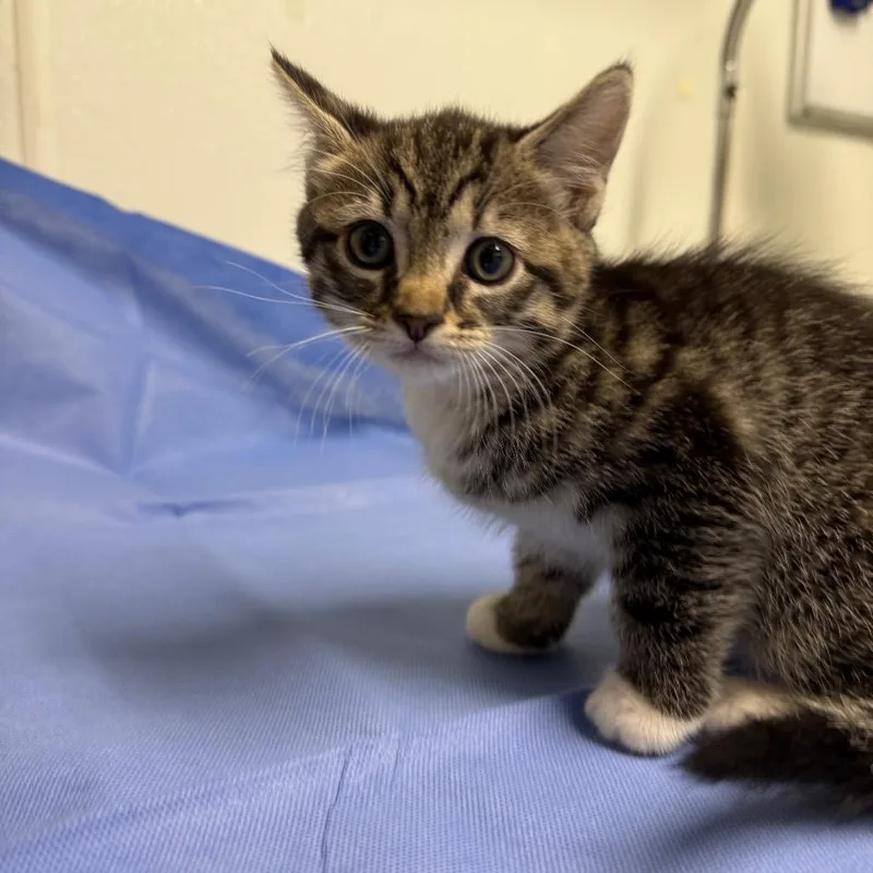 A baby small-sized female Black Domestic Short Hair cat named Erin for adoption in Mount Shasta, CA
