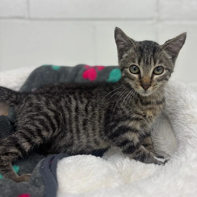 A baby small-sized male Black Domestic Short Hair cat named Wyatt for adoption in Marshalltown, IA