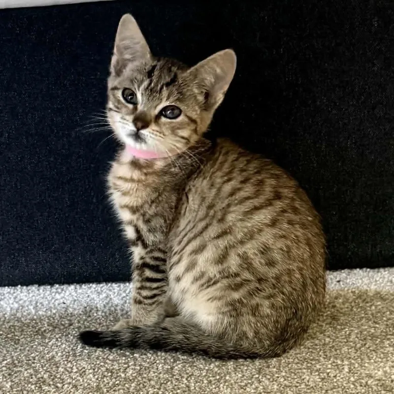 A baby small-sized female Domestic Short Hair cat named Peach for adoption in Jacksonville, OR