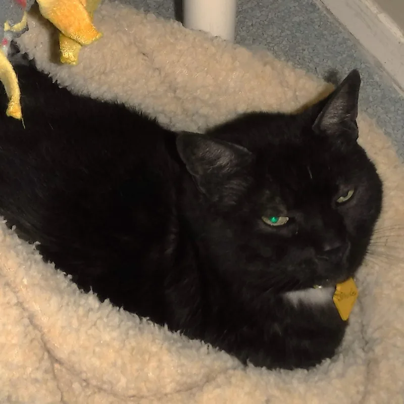 Smokey  Gorgeous "smoke" thumbnail 2