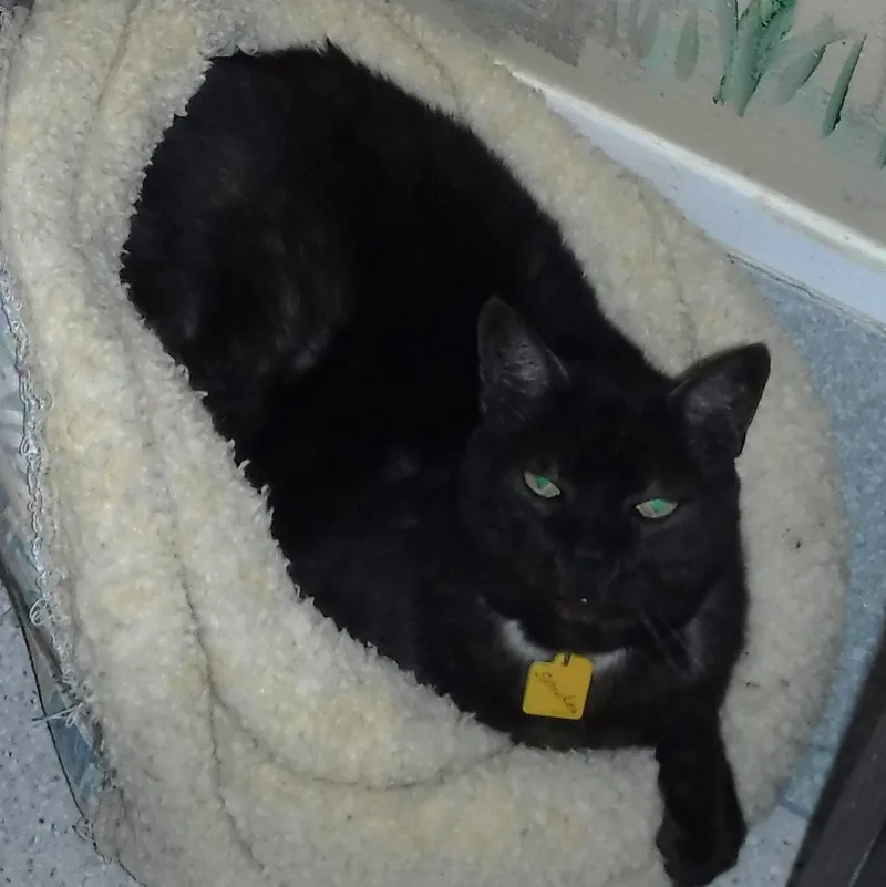 Smokey  Gorgeous "smoke"