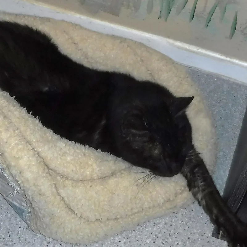 Smokey  Gorgeous "smoke" thumbnail 3