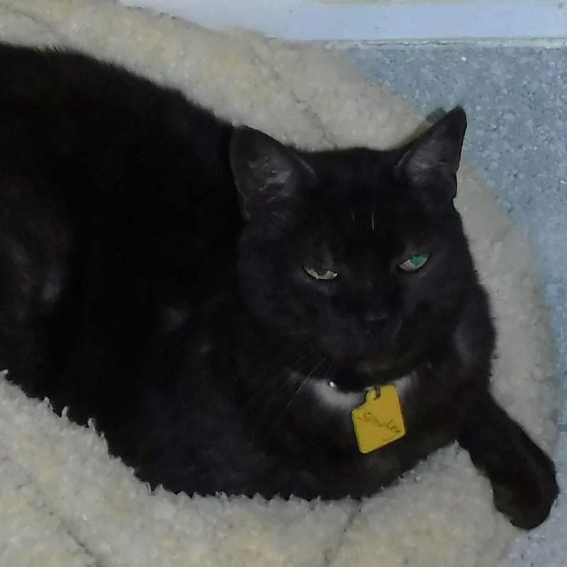 Smokey  Gorgeous "smoke" thumbnail 4