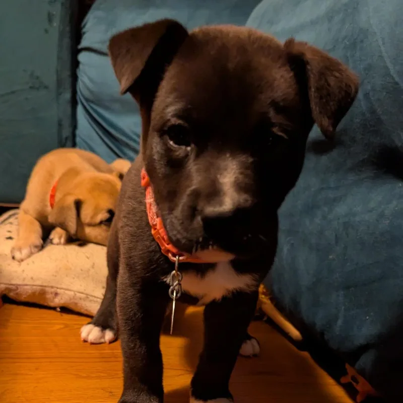 A baby small-sized female Black Mixed Breed dog named Flopsy for adoption in Buffalo, MN