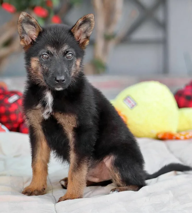 A baby medium-sized male Black German Shepherd Dog dog named Junior von Duvensee for adoption in Los Angeles, CA