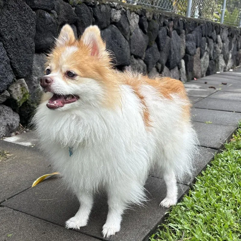 An adult small-sized male White / Cream Pomeranian dog named Gino for adoption in Keaau, HI