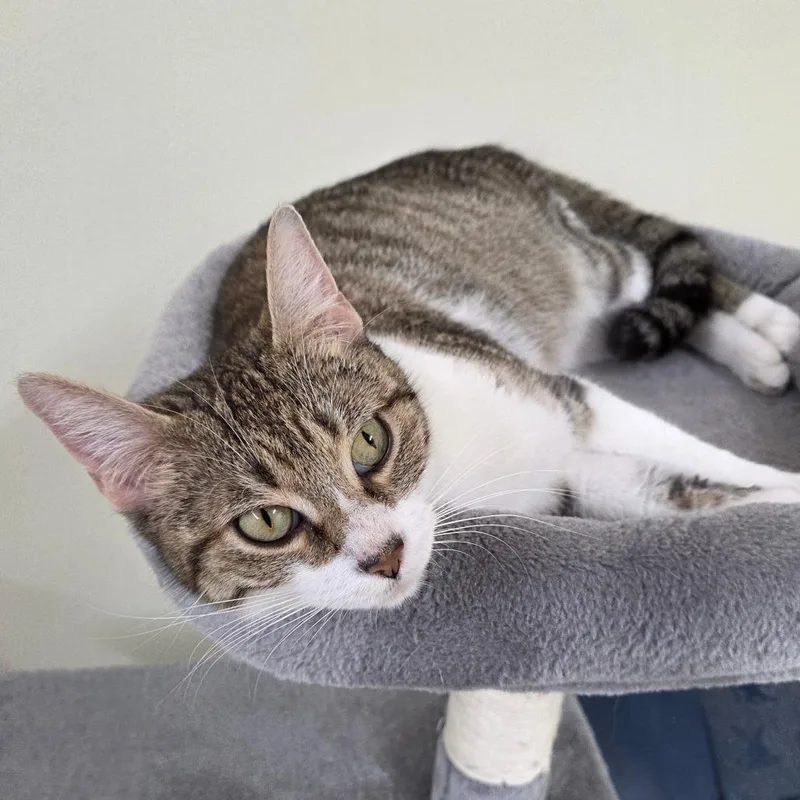 An adult medium-sized female White Domestic Short Hair cat named Deenice for adoption in Pontiac, IL