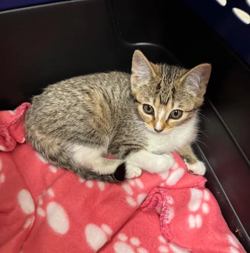 A baby medium-sized female Domestic Short Hair cat named Kimzha for adoption in Fort Lupton, CO