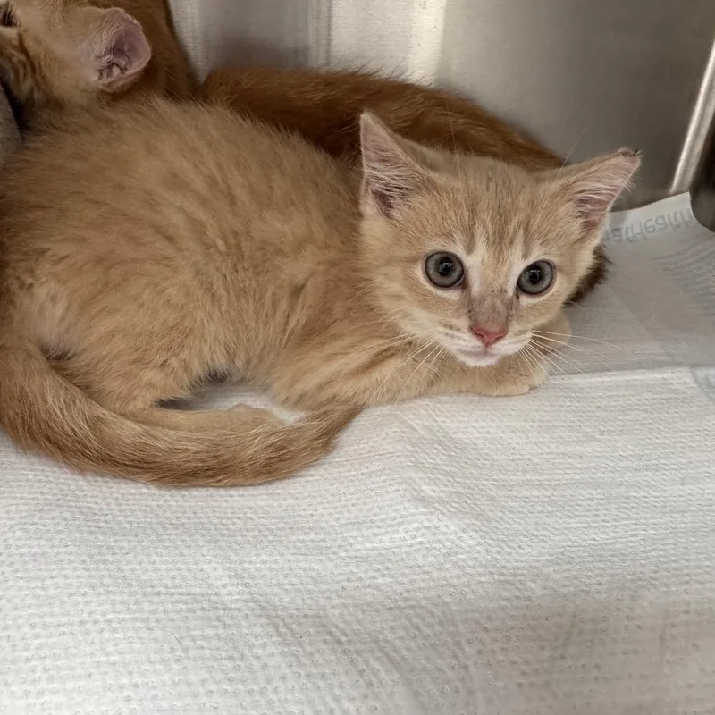 A baby small-sized male Orange / Red Domestic Short Hair cat named Queso for adoption in La Grange, KY