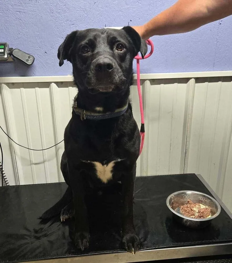An adult large-sized male Tricolor (Brown, Black, & White) Labrador Retriever dog named Shadow for adoption in Waverly, OH