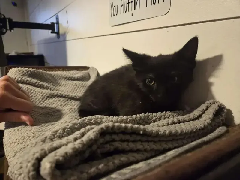 A baby small-sized female Black Domestic Short Hair cat named Hecate for adoption in Grand Rapids, MI