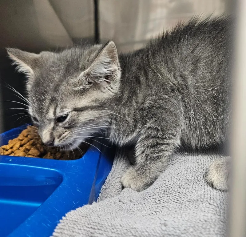 A baby medium-sized male Domestic Short Hair cat named Ash for adoption in Mocksville, NC