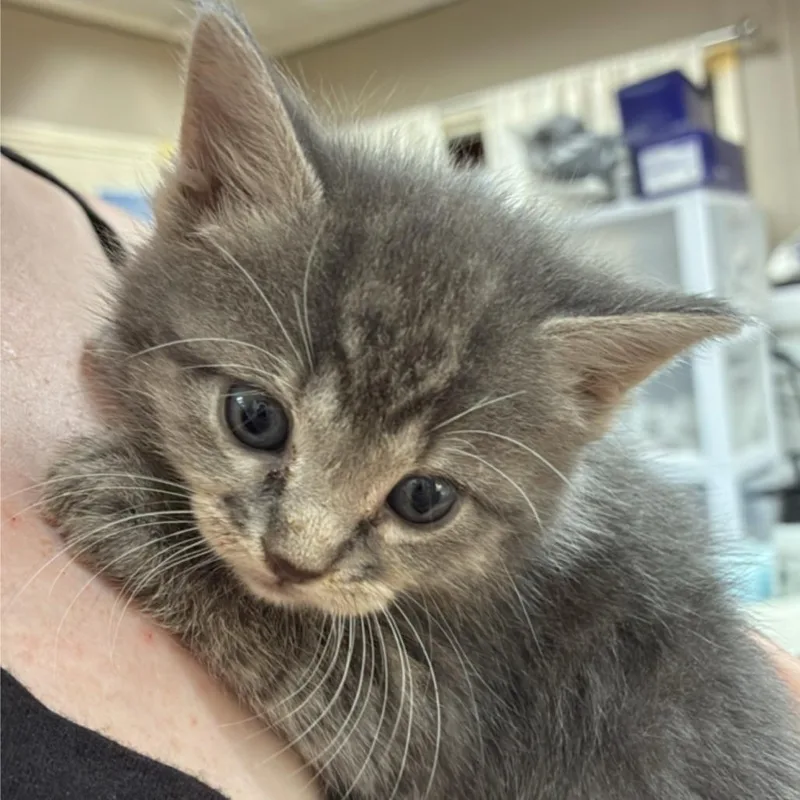A baby small-sized female Gray / Blue / Silver Domestic Short Hair cat named Isopropyl Alcohol for adoption in Hattiesburg, MS
