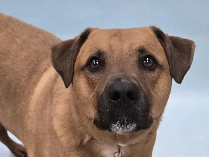 An adult large-sized male Labrador Retriever dog named Charlie for adoption in Coon Rapids, MN