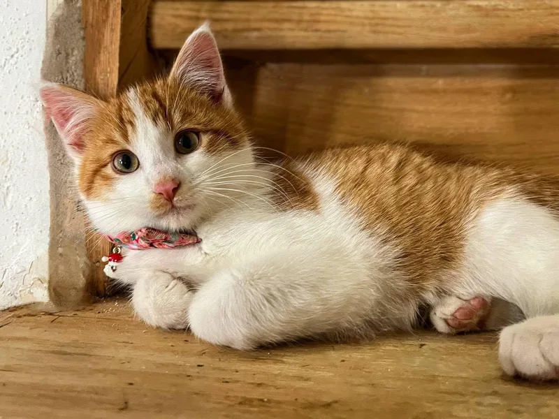 A baby medium-sized male Domestic Medium Hair cat named Luchyk for adoption in Wedgefield, SC