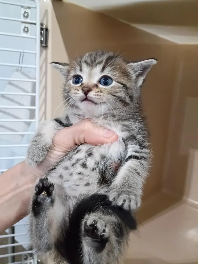 A baby small-sized female Domestic Short Hair cat named Lael for adoption in Pierceton, IN