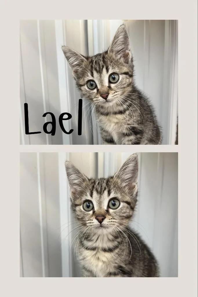 Lael thumbnail 2