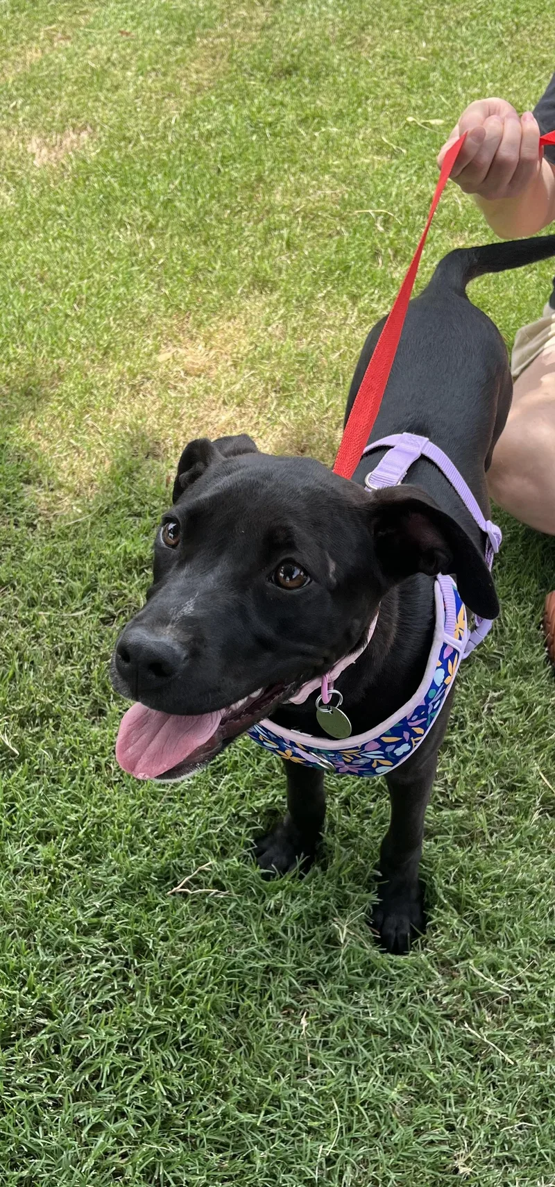 A baby medium-sized female Black Labrador Retriever dog named Laverne for adoption in Greensboro, GA