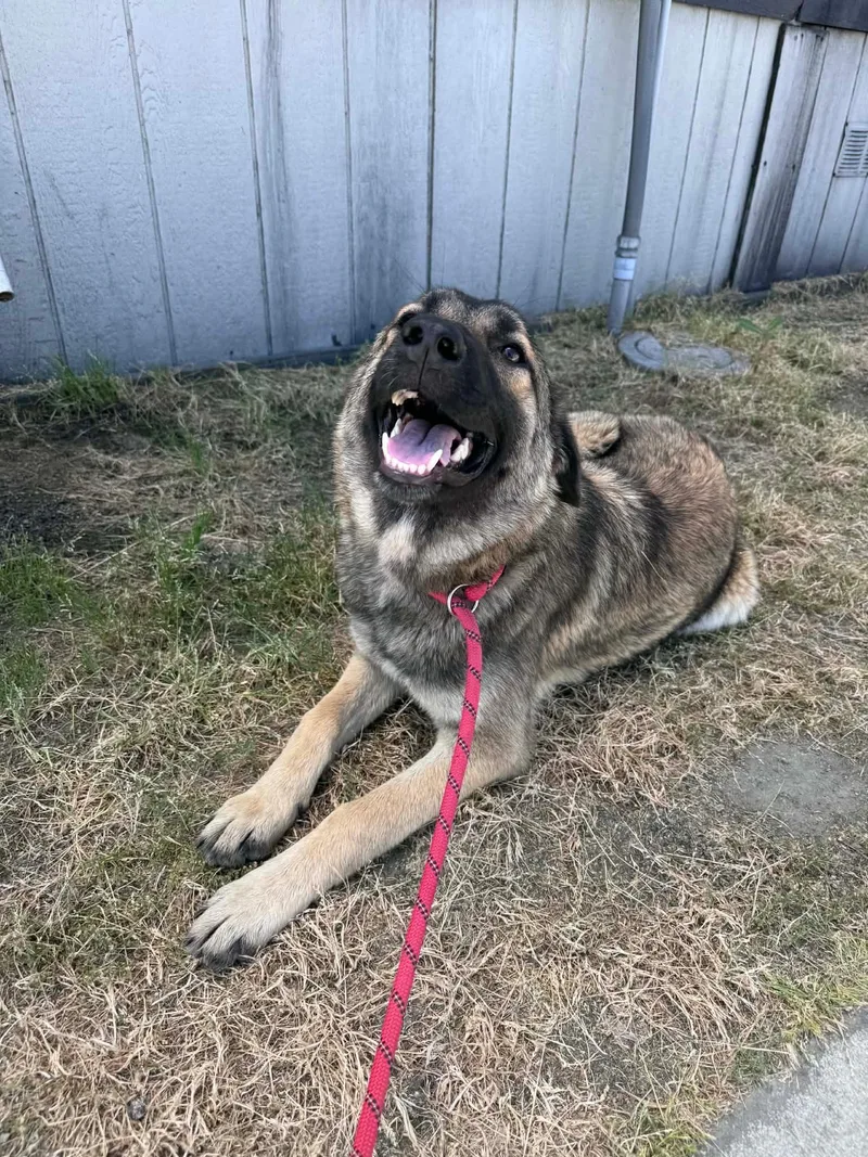 A young medium-sized female Shepherd dog named Karen for adoption in San Rafael, CA