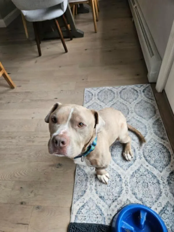 An adult medium-sized male Pit Bull Terrier dog named Moose for adoption in Catasauqua, PA