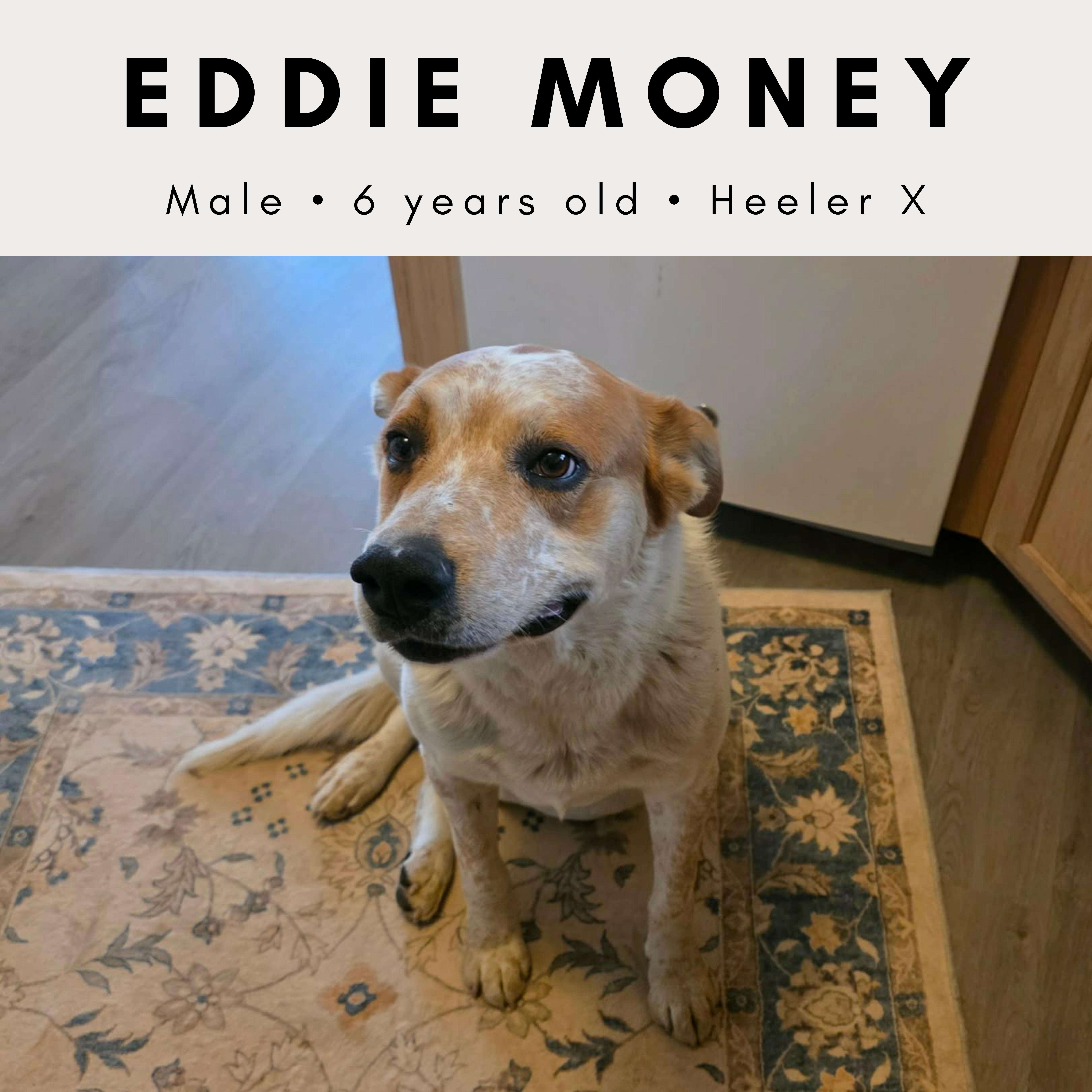 An adult medium-sized male Red / Chestnut / Orange Australian Cattle Dog / Blue Heeler dog named Eddie Money for adoption in Tucson, AZ