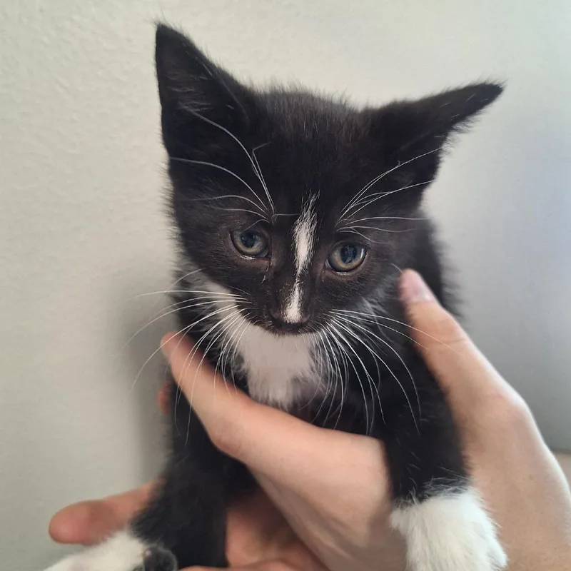 A baby small-sized female Black Domestic Short Hair cat named Typhoon for adoption in Attica, NY