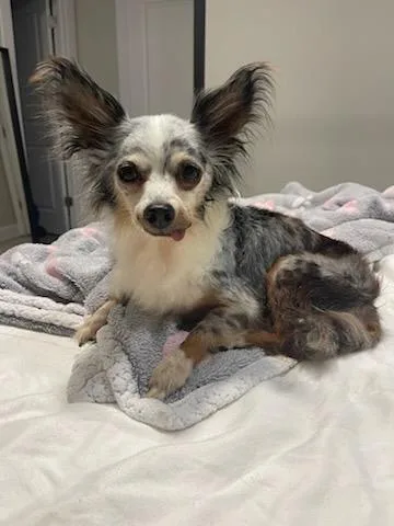 An adult small-sized male Harlequin Chihuahua dog named Merle for adoption in Tifton, GA