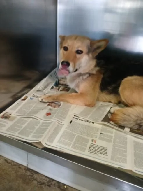 A young large-sized female German Shepherd Dog dog named Chico for adoption in Los Angeles, CA