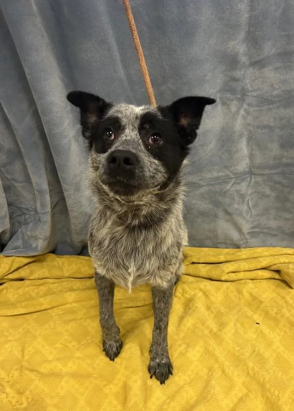 An adult medium-sized male Australian Cattle Dog / Blue Heeler dog named Shadow for adoption in Osage Beach, MO