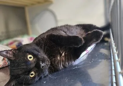 An adult small-sized male Domestic Short Hair cat named Chuck Norris for adoption in Pendleton, OR