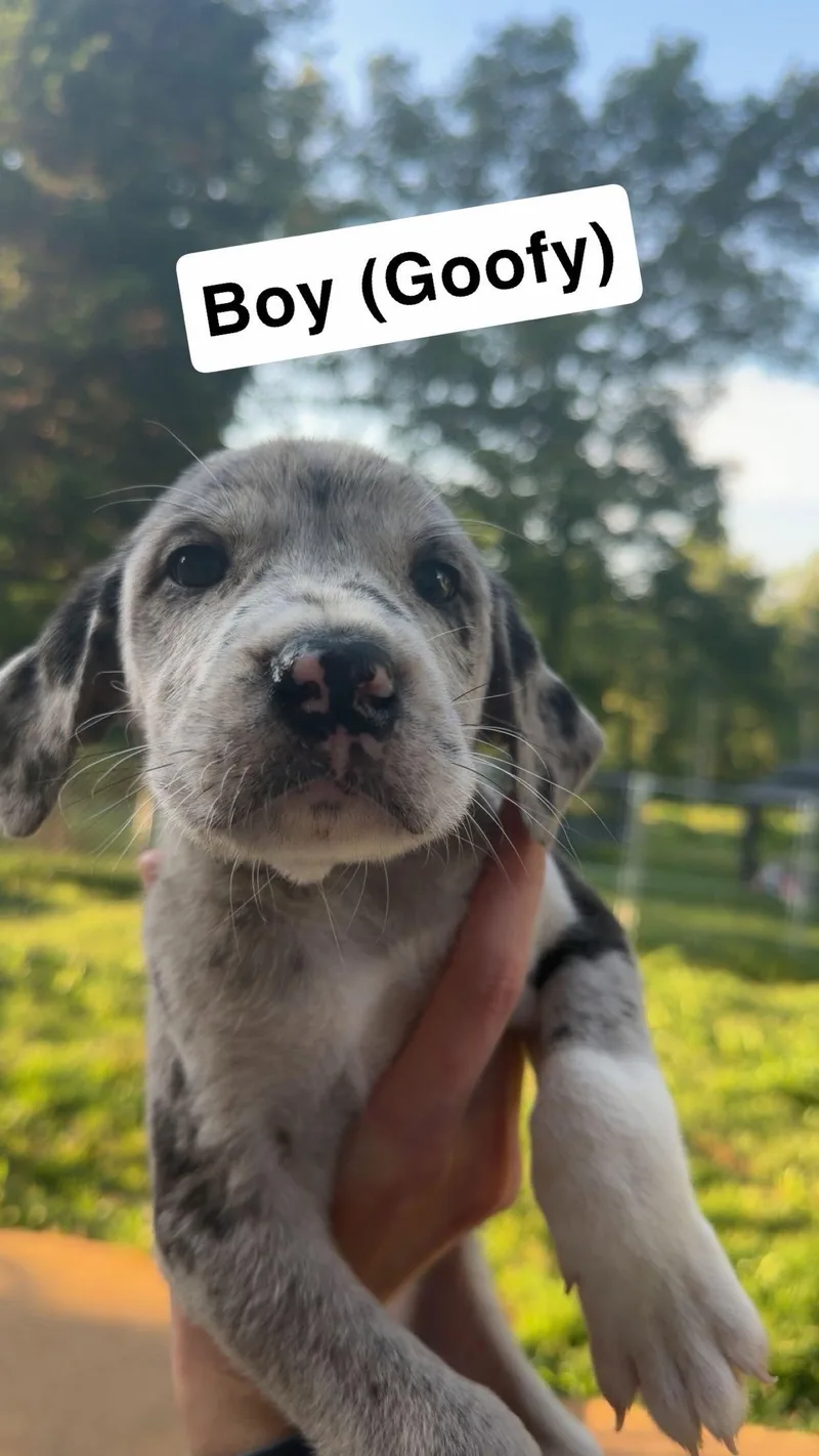 A baby extra large-sized male Great Dane dog named Goofy for adoption in Chambersburg, PA