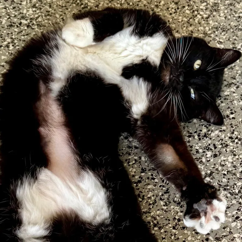 An adult medium-sized female Black Domestic Short Hair cat named Sunny for adoption in Lakeland, FL