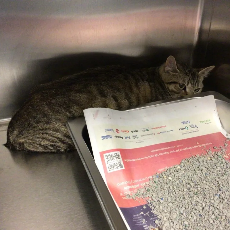 A young medium-sized female Brown / Chocolate Domestic Short Hair cat named Penny for adoption in Scituate, MA