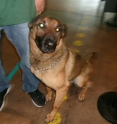 An adult large-sized male German Shepherd Dog dog named Chapo for adoption in Van Nuys, CA